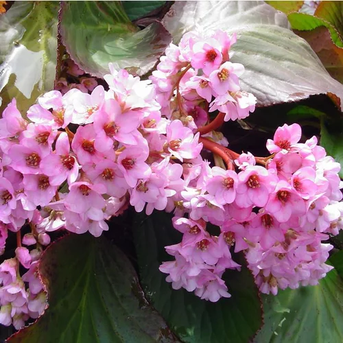 Bergénie (Bergenia ou Plante du Savetier) à fleurs roses - Le pot de 2 litres