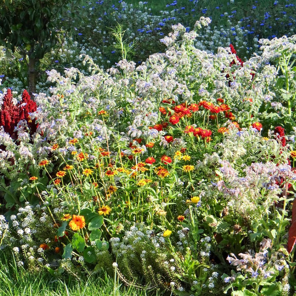 Fleurs en mélange anti-limaces
