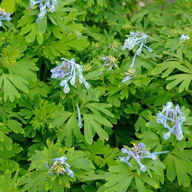 Corydalis Blue Line ® Couriblue Corydalis x blue line ® ‘couriblue’