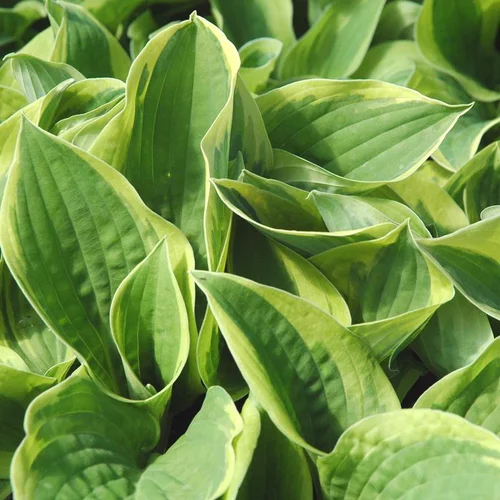 Hosta 'American Halo' - Le pot de 2 litres