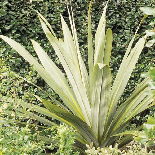 Cordyline indivisa 150/175 cm en pot de 30 L