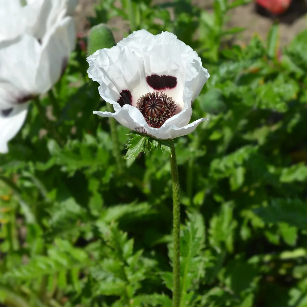 Pavot d'Orient Royal Wedding Papaver orientale Royal Wedding