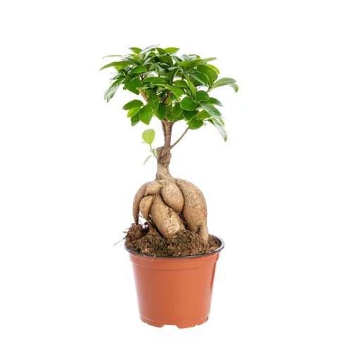 Ficus Microcarpa Ginseng. Le pot Ø 12 cm