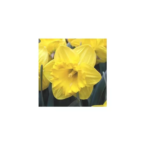 Narcisse Gold Medal - La coupe de 27 cm