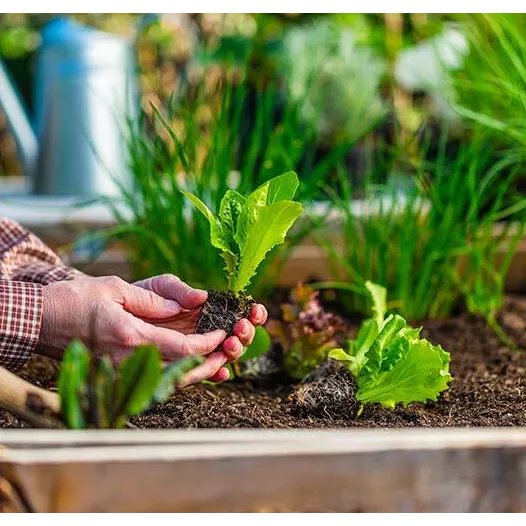 Kit semences : Mon bac potager graines en main