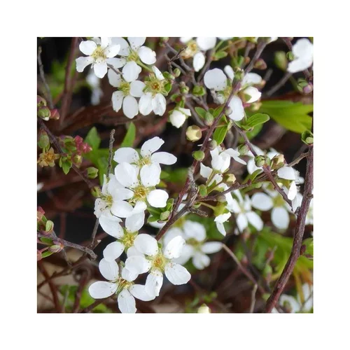 Pommier à fleurs Everest® blanc. Le pot de 7,5 litres
