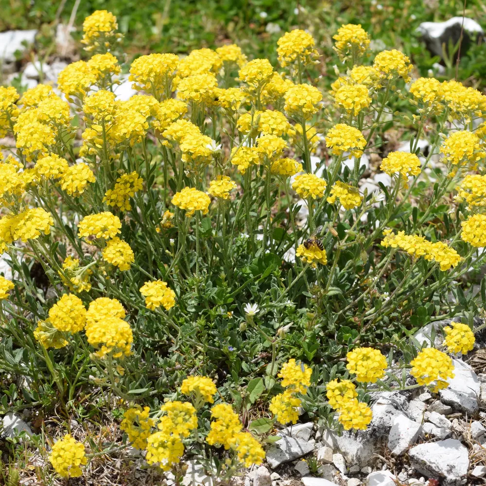 Passerage des montagne Berggold Alyssum montanum Berggold