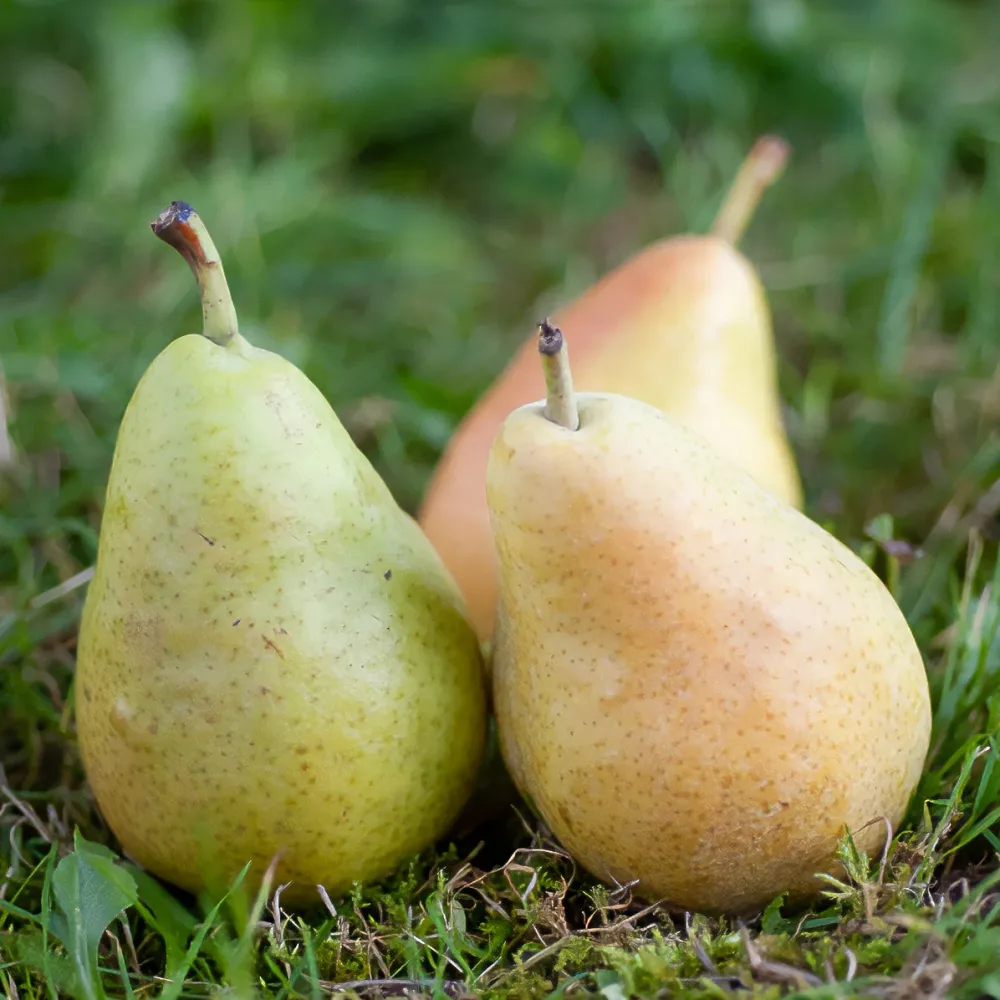 Poirier Dr. Jules Guyot Pyrus communis dr. jules guyot
