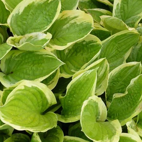 Hosta Delta Dawn Hosta delta dawn