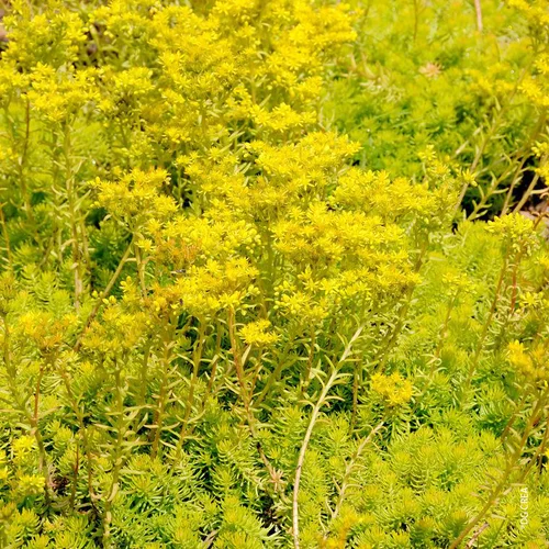 Sedum 'Angelina'S - Le pot de 1 litre