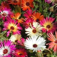 Ficoide Lampranthus - Le pot de 2 litres