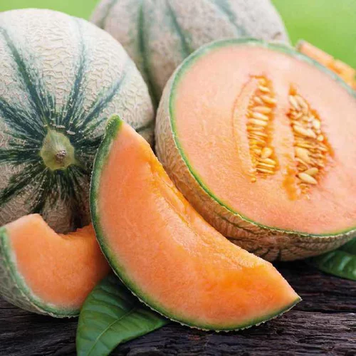 Plant Greffe Melon Brode Bio. Le pot de 1 litre