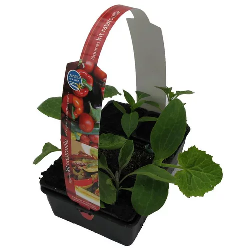 Kit Ratatouille Bio. La barquette de 6 plants