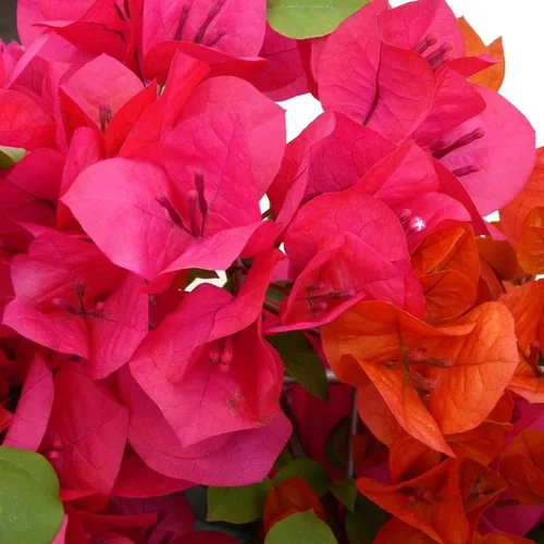 Bougainvillier Tippi – Pot de 15L