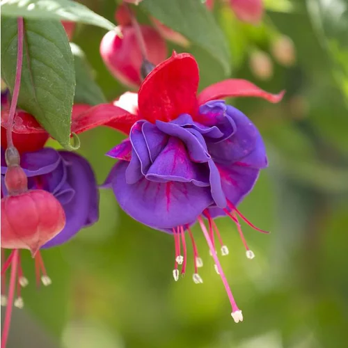 Fuchsia à fleurs multicolores - Le pot Ø 10,5 cm