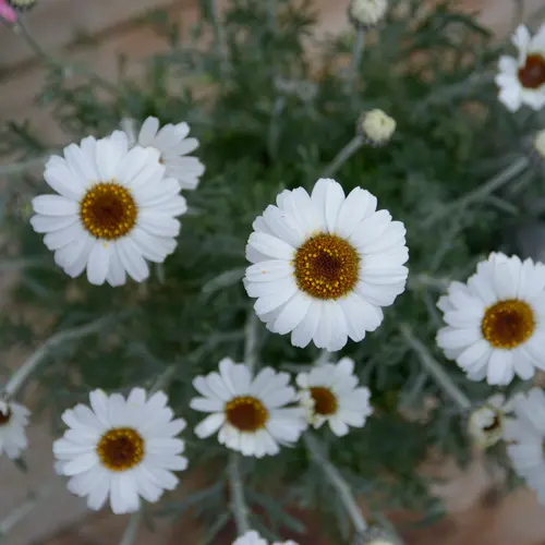 Marguerite du Maroc ‘African Spring’ - Le pot de 2 litres