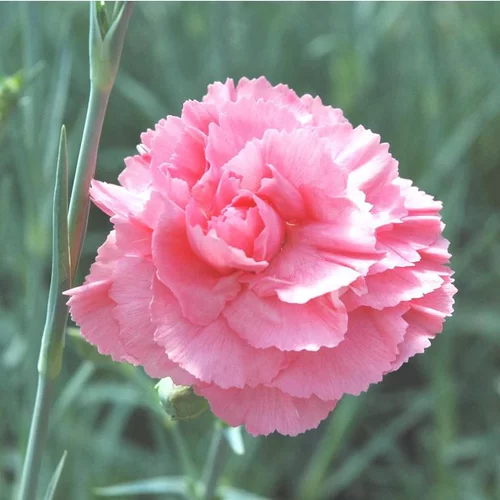 Oeillet Carnelia - Le pot de 1 litre
