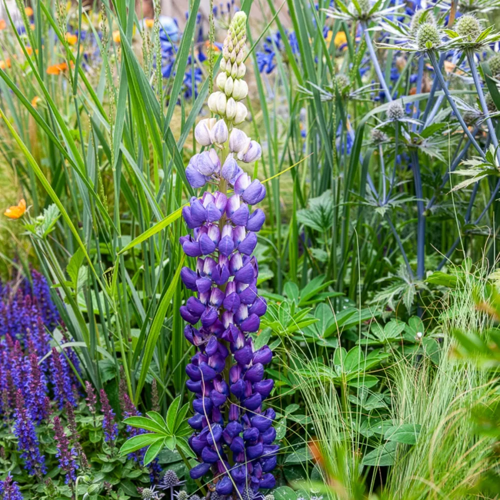 Lupin Persian Slipper Lupinus Persian Slipper