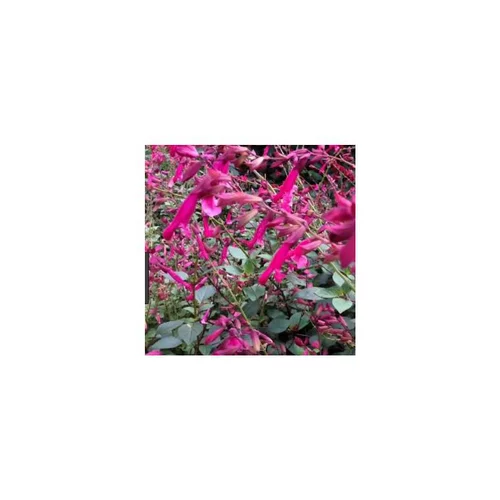 Salvia Wendys Wish - Le pot de 4 litres