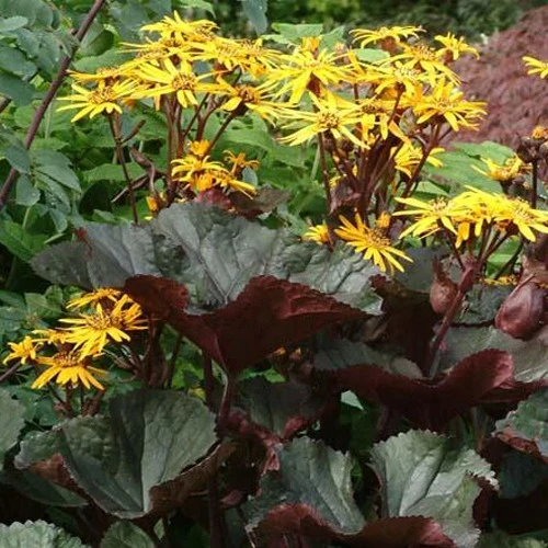 Ligulaire à feuilles dentées Britt Marie Crawford Ligularia dentata britt-marie crawford