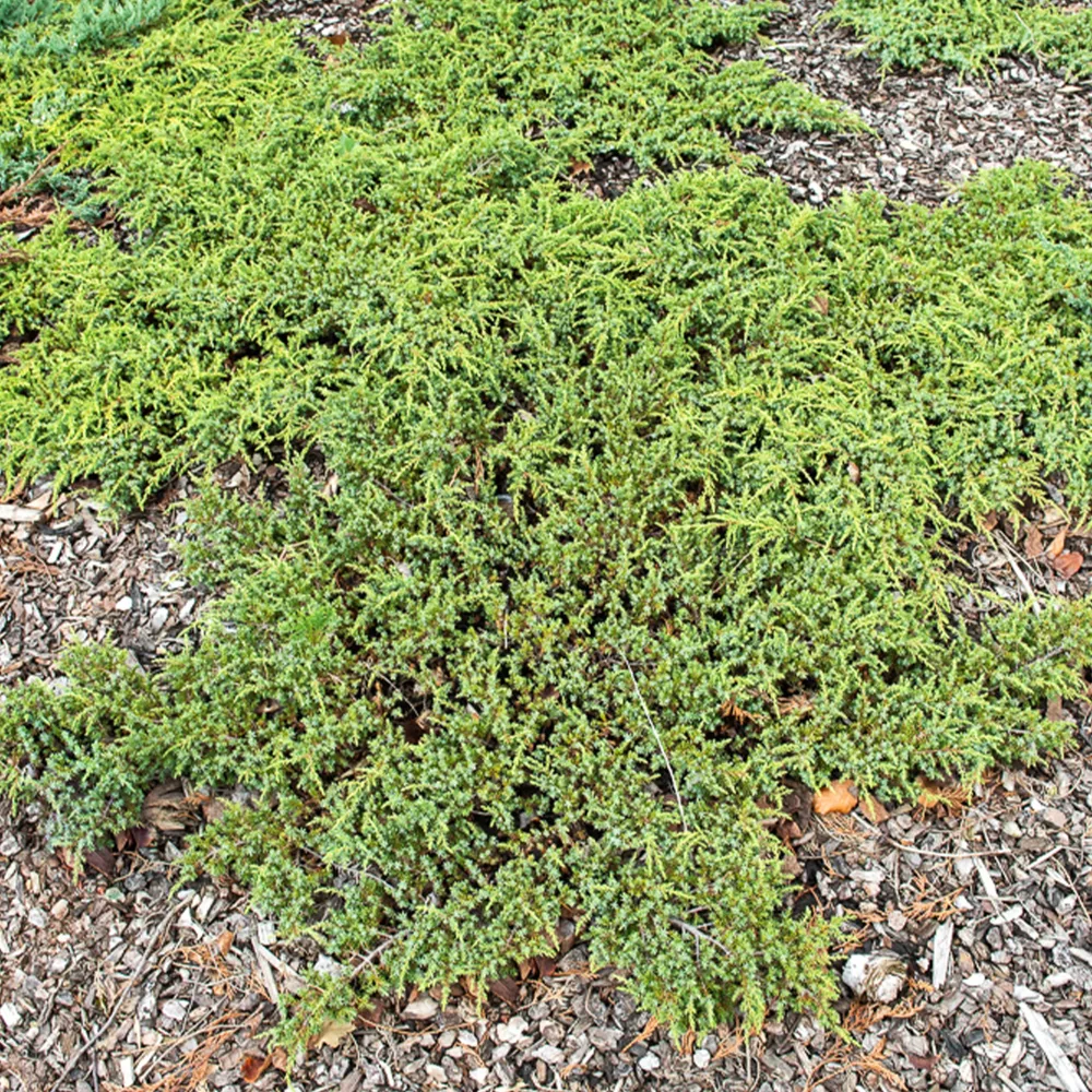 Genévrier commun Green Carpet Juniperus communis Green Carpet