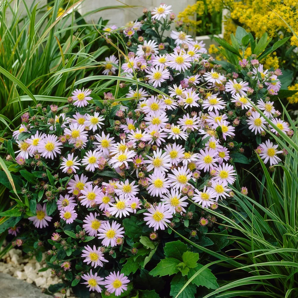 Aster nain d'automne Stardust Aster ageratoides Stardust