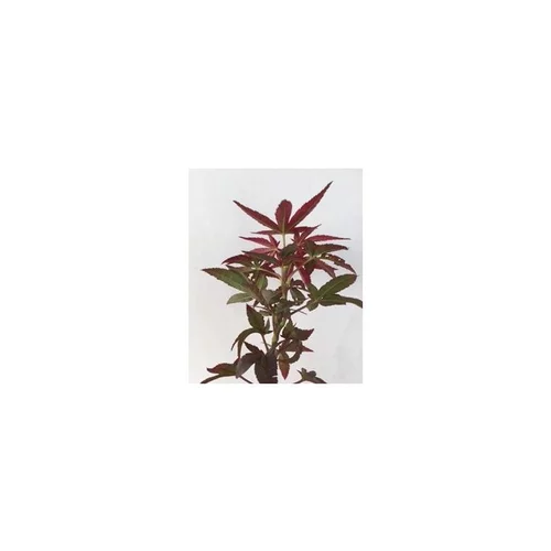 Érable du Japon Shaina rouge. Le pot de 4 litres