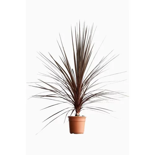 Cordyline Australis Atropurpurea en pot de 13 L rouge