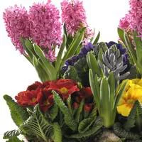 Composition de jacinthes et primevères en mélange. La coupe