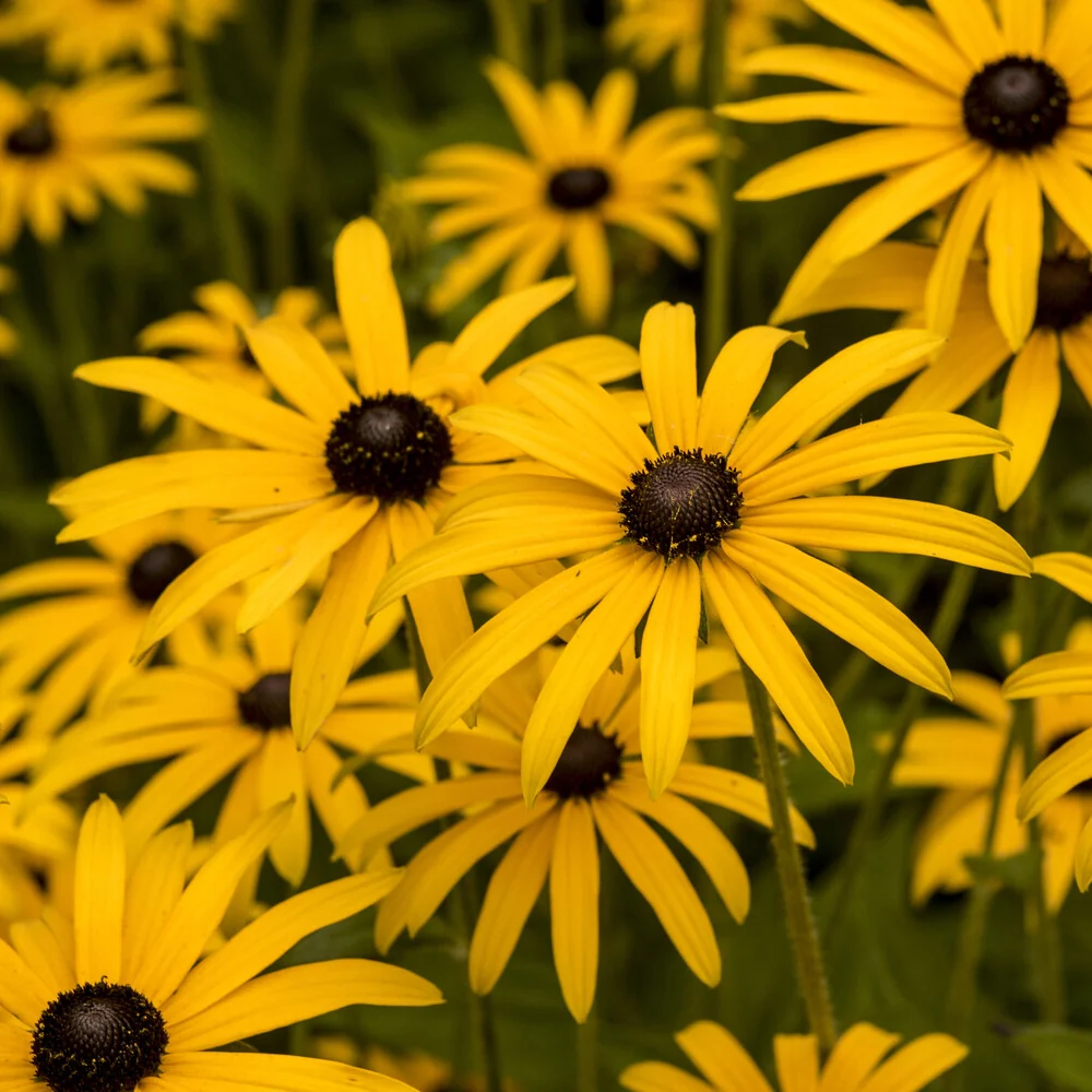 Rudbeckia deamii Rudbeckia fulgida deamii