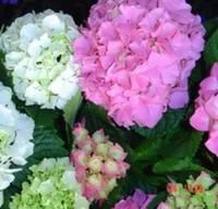 Hortensia varié (Hydrangea Macrophylla). Le pot de 25 litres