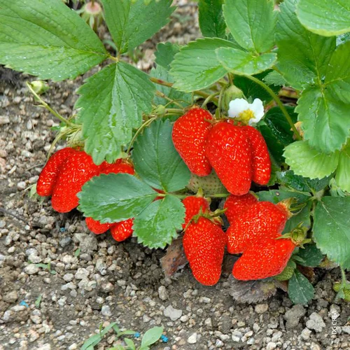 Fraisier Gariguette Bio Non Remontante. La barquette de 6 plants