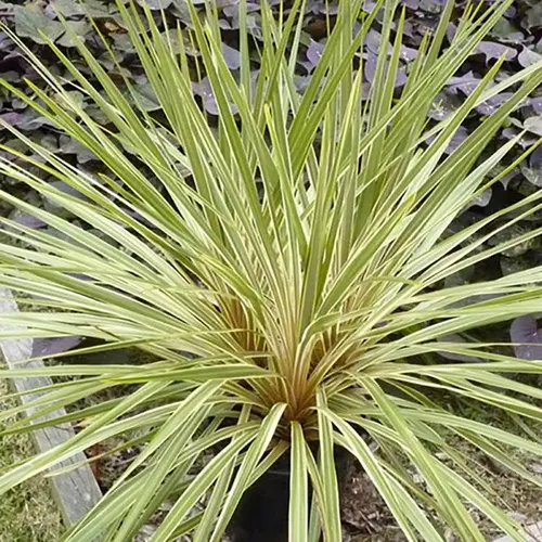 Cordyline australis Fantasy coloris vert – 3,5 L