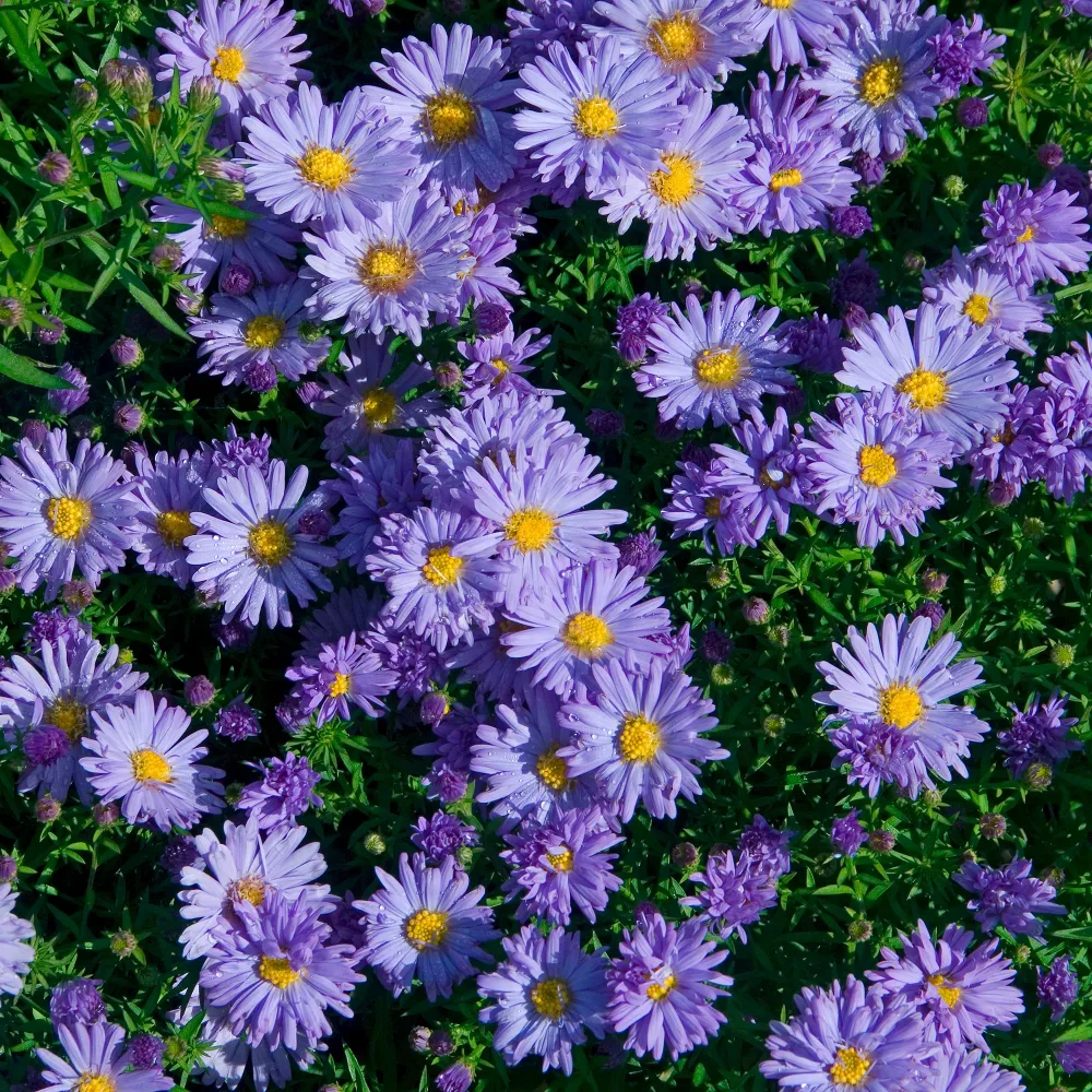 Aster de Nouvelle-Belgique Audrey Aster novi-belgii Audrey