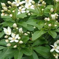 Oranger du Mexique (Choisya Ternata). Le pot de 2 litres