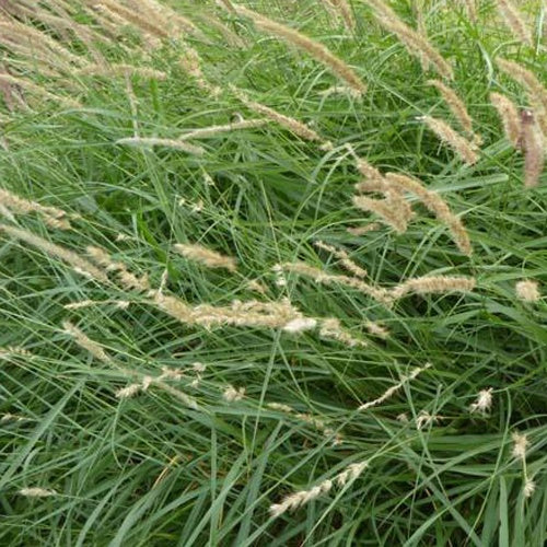 Herbe aux écouvillons frangée de cils - Pennisetum Pennisetum ciliare