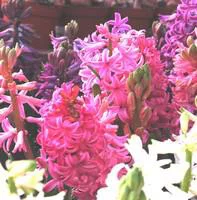 Jacinthe - La composition