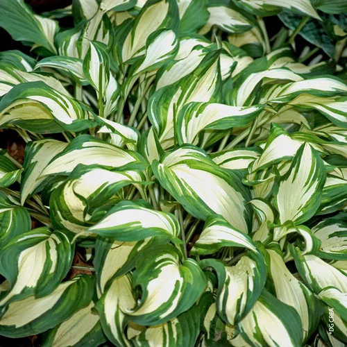 Hosta 'Undulata Mediovariegata' - Le pot de 2 litres