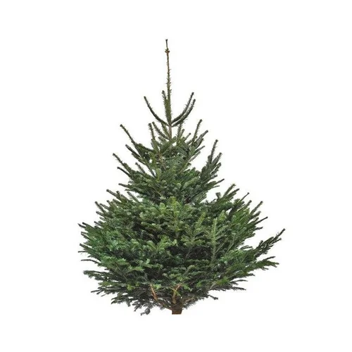 Sapin de Noël naturel coupé Nordmann - de 100 à 125 cm