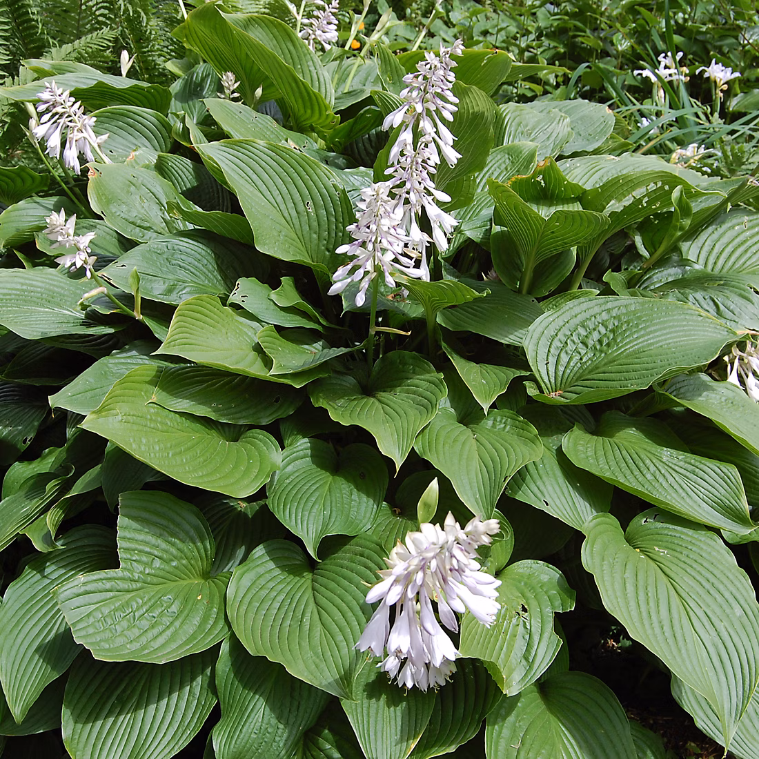 6 x Hosta sieboldiana – godet 9cm x 9cm