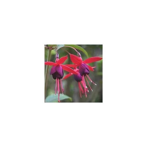 Fuchsia Lady Boothby 90/120 espalier. Le pot de 10 litres