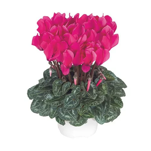 Mini cyclamen fuchsia vif - Le pot de diamètre 10,5 cm