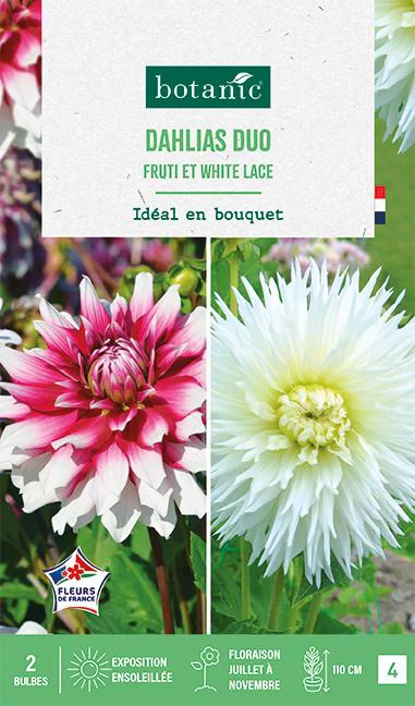 Bulbes de fleurs duo de Dahlias cactus Fruti / White lace botanic® - 2 bulbes