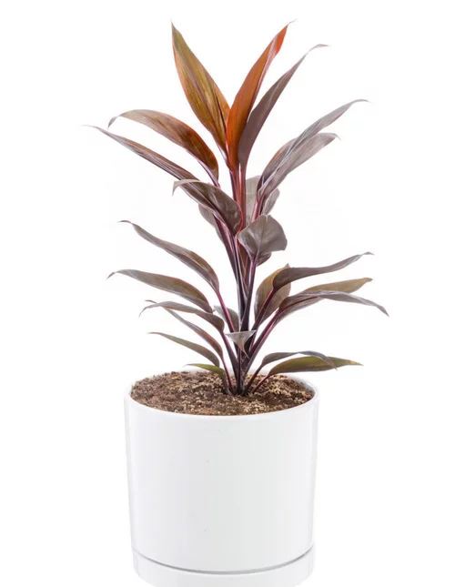 Cordyline rose en pot blanc émaillé botanic®. Le pot Ø 18 cm