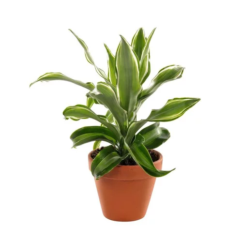 Plante à coupe variété au choix. Le pot en terre Ø 9 cm