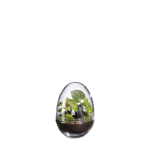 Terrarium autonome Dyno Landscape botanic® - taille S