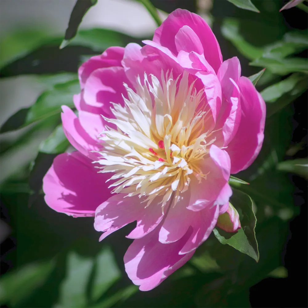 Pivoine Fantastique Paeonia Fantastic