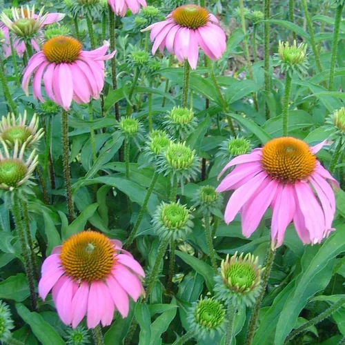 Echinacea - Le pot de 2 litres