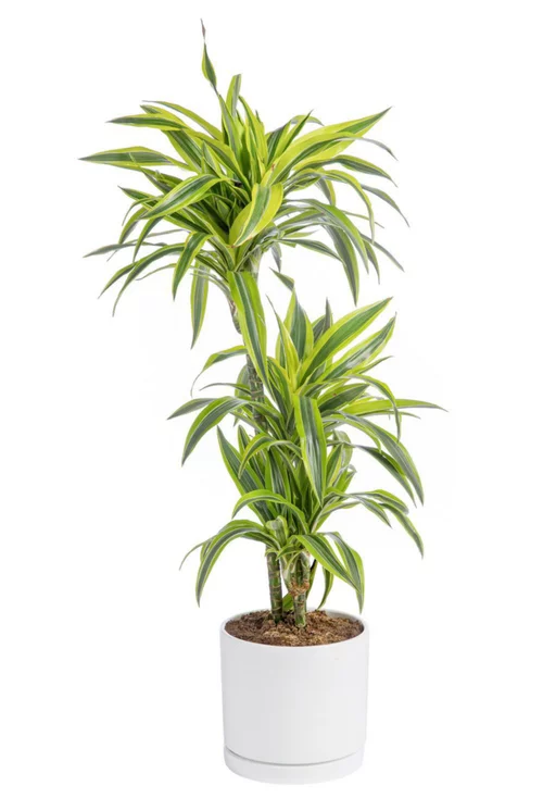 Dracaena Lemon lime 3 pieds vert en pot blanc émaillé botanic®. Le pot Ø 24 cm