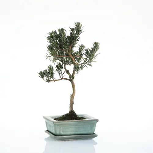 Bonsaï Podocarpus botanic® taille 1,2. Le pot
